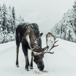 brown moose surrounded by snowfield