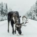 brown moose surrounded by snowfield